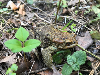 frog close up. A frog in the forest sits and croaks