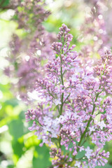 Lilac blossom in sunny spring may day. Background image with space for text