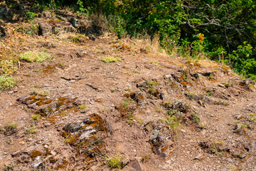 Plants on slate rocks, growing in vineyards in western Germany in the spring.
