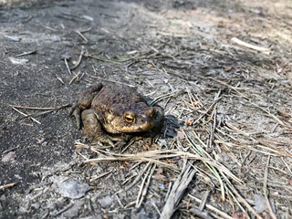 frog close up. A frog in the forest sits and croaks