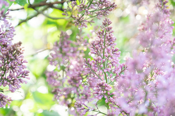 Lilac blossom in sunny spring may day. Background image with space for text