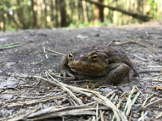 frog close up. A frog in the forest sits and croaks
