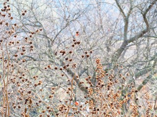 日本の田舎の風景　12月　引っ付き虫　アメリカセンダングサの種子
