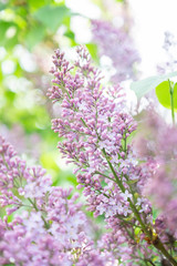 Obraz premium Lilac blossom in sunny spring may day. Background image with space for text