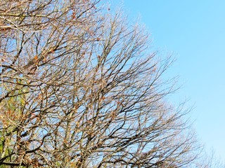 日本の田舎の風景　12月　裸木と青空