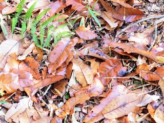 日本の田舎の風景　12月　落ち葉　山への田舎道