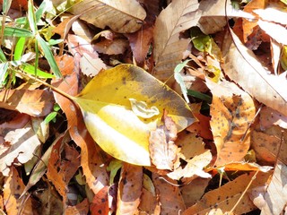 日本の田舎の風景　12月　黄色い落ち葉