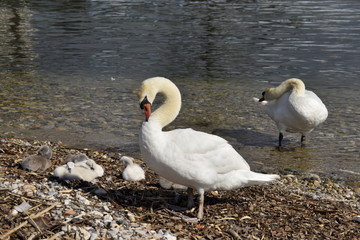 cygnes et cygneaux