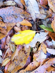 日本の田舎の風景　12月　黄色い落ち葉
