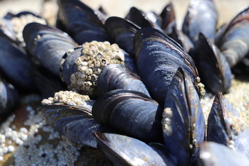 Blue Mussels on rocks with some barnacles 