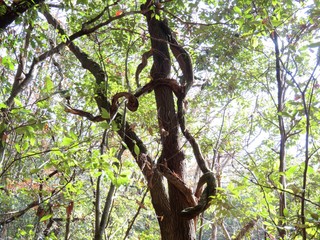 日本の田舎の風景　12月　冬木立　藤の蔓