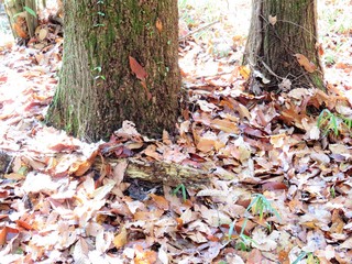 日本の田舎の風景　12月　落ち葉　山への田舎道