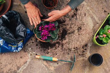 The hands of the transplant woman plant a in a new pot. botany at home. African violet 