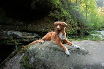 dog on a stone by the river. Nova Scotia Duck Tolling Retriever in nature. Wide angle, pet in nature