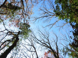 日本の田舎の風景　12月　落葉　冬木立と青空
