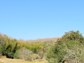 日本の田舎の風景　12月　冬の山の木々と青空