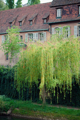 weeping willow near old building in Strasbourg