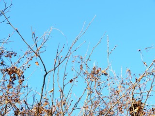 日本の田舎の風景　12月　裸木と青空と蔦の実