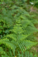 Fern in the foreground with blur background