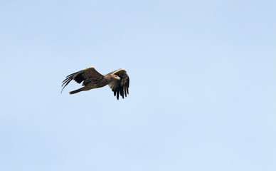 Imperial Eagle (Aquila heliaca), Crete