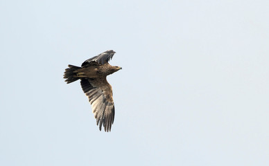 Imperial Eagle (Aquila heliaca), Crete