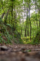 dirt road with green and lush vegetation