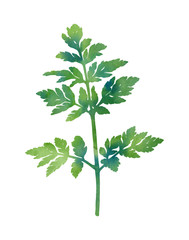 Hand painted green plant. Decorative image for creative design of cards, invitations, banners, websites, posters, etc. Beautiful botanical illustration.