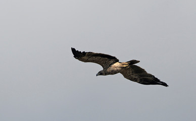 Imperial Eagle (Aquila heliaca), Crete