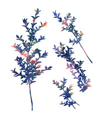 Hand painted branches. Decorative set for creative design of cards, invitations, banners, websites, posters. Beautiful watercolour image. Bright colour palette.