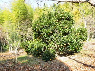 日本の田舎の風景　12月　たわわに実るみかん