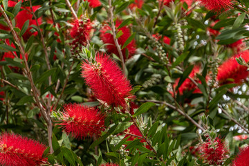 Scarlet bottlebrush