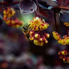 bee collecting honey from barberry