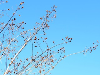 日本の田舎の風景　12月　サルスベリ（百日紅）の実と青空
