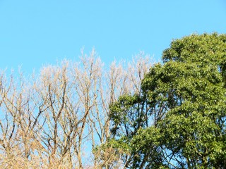 日本の田舎の風景　12月　裸木と青空