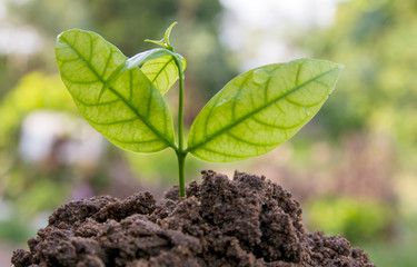 young green plant in soil
