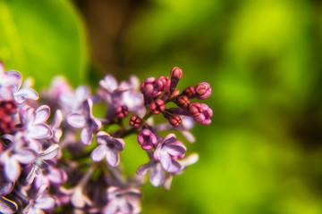 Wiosna w przyrodzie Podlasia, Polska © podlaski49