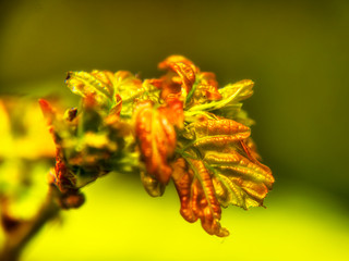Wiosna w przyrodzie Podlasia, Polska © podlaski49
