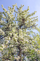 blooming pear branches as background
