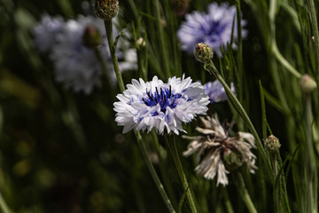 Cornflowers  in the field