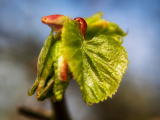 Wiosna w przyrodzie Podlasia, Polska © podlaski49