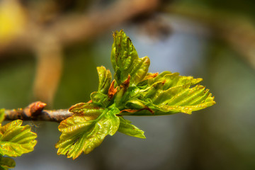 Wiosna w przyrodzie Podlasia, Polska © podlaski49