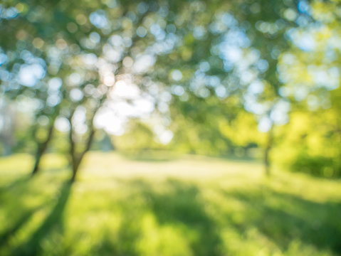 soft focus blurred abstract background tree and grass in spring park