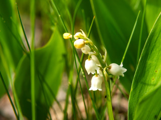 Wiosna w przyrodzie Podlasia, Polska © podlaski49