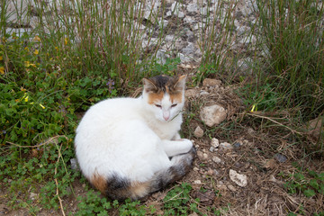 Spotted Greek stray cat in nature. Homeless animal theme.