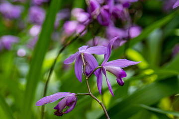 Hyacinth orchid  in the field