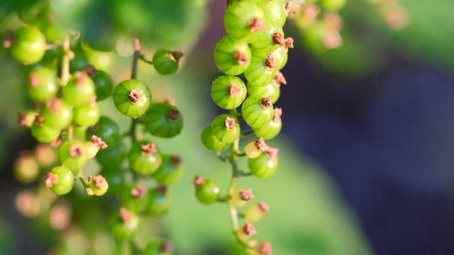 Unripe green berries of red currant. Ribes rubrum, redcurrant. Currant bush in early spring