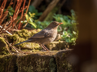 Female blackbird