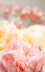 Still life of flowers on white background