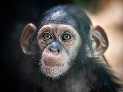 Portrait of a baby chimpanzee in Pilsen in Czech Republic . An excellent illustration.