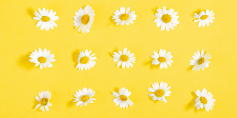 Beautiful flowers composition. Pattern of white daisy. Chamomile on yellow background. Summer flowers concept. Flat lay, top view, copy space